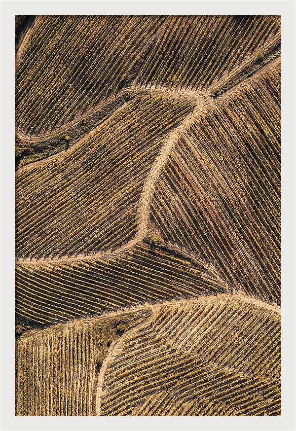 Vineyard Serenity From Above