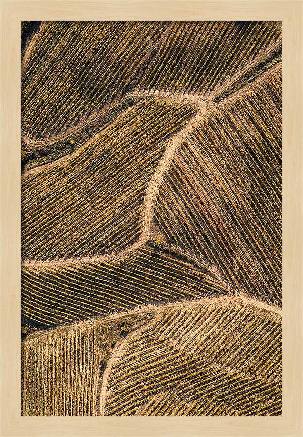 Vineyard Serenity From Above