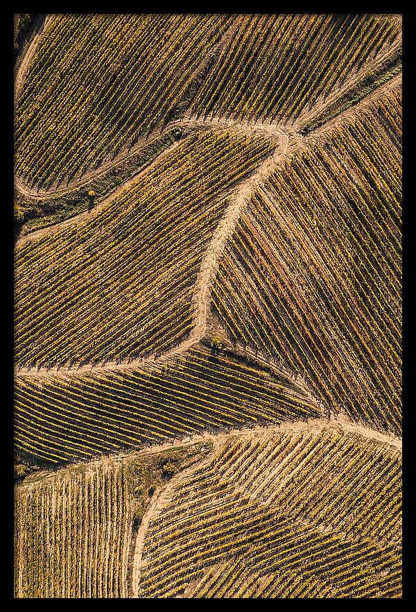Vineyard Serenity From Above