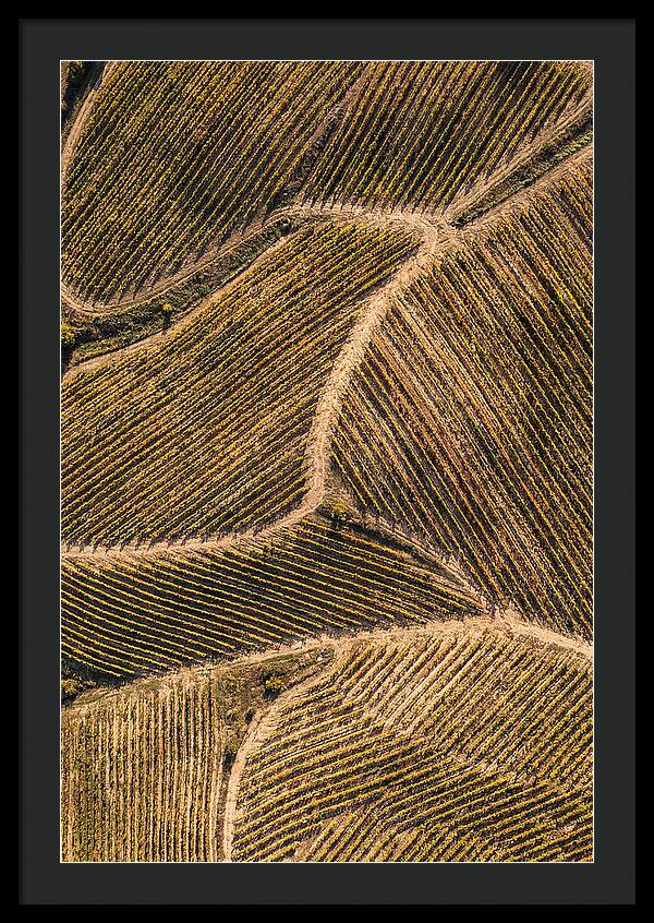 Vineyard Serenity From Above