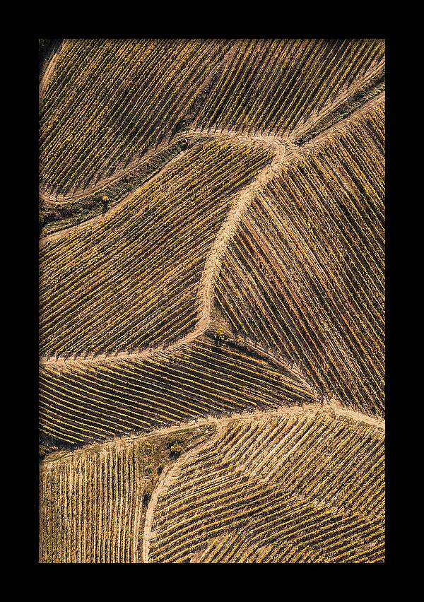 Vineyard Serenity From Above