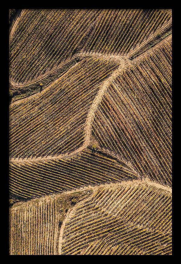Vineyard Serenity From Above