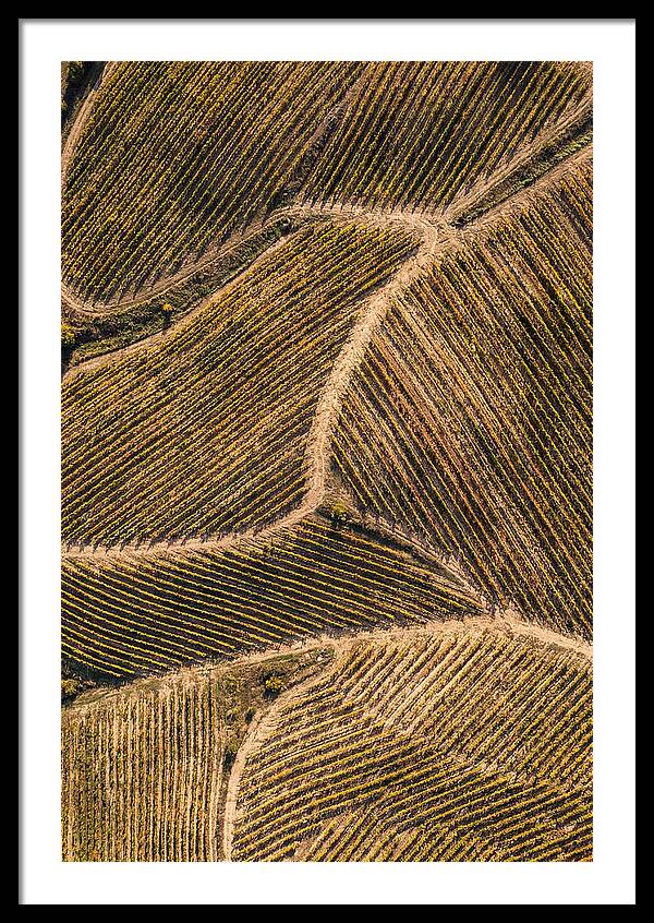 Vineyard Serenity From Above