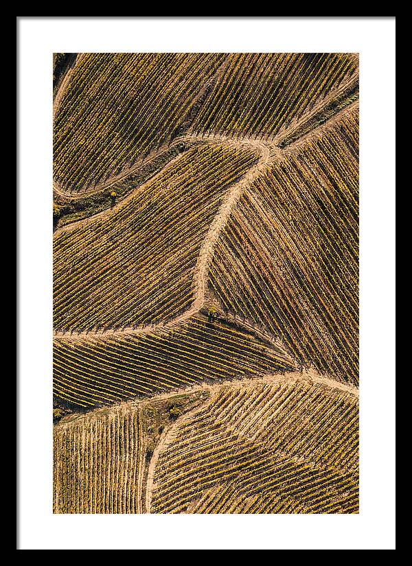 Vineyard Serenity From Above