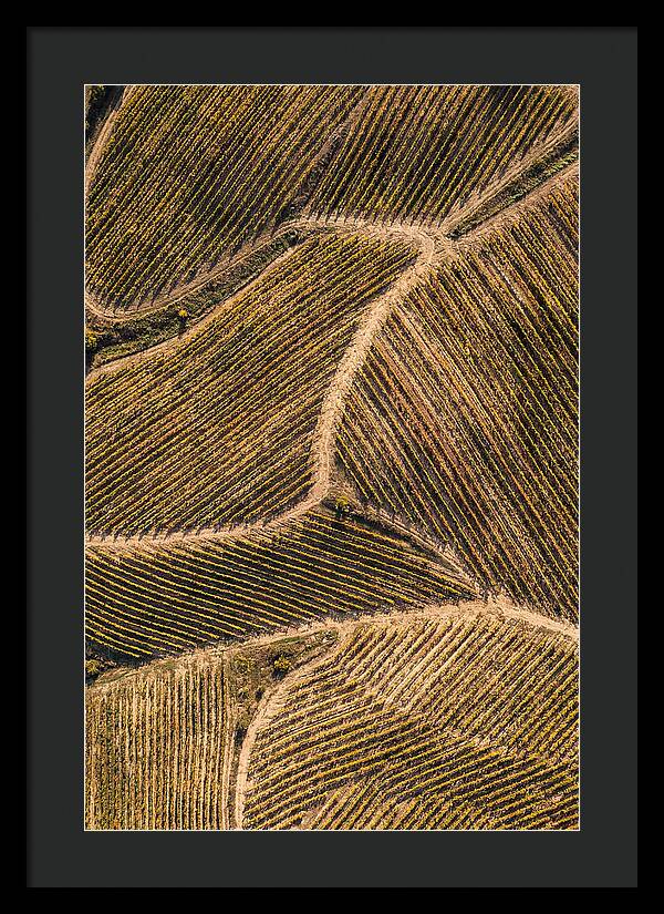 Vineyard Serenity From Above