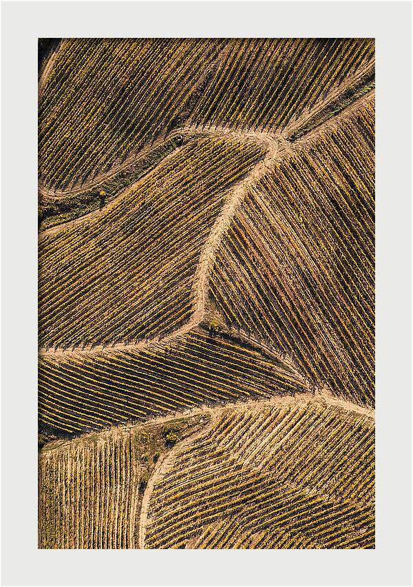 Vineyard Serenity From Above