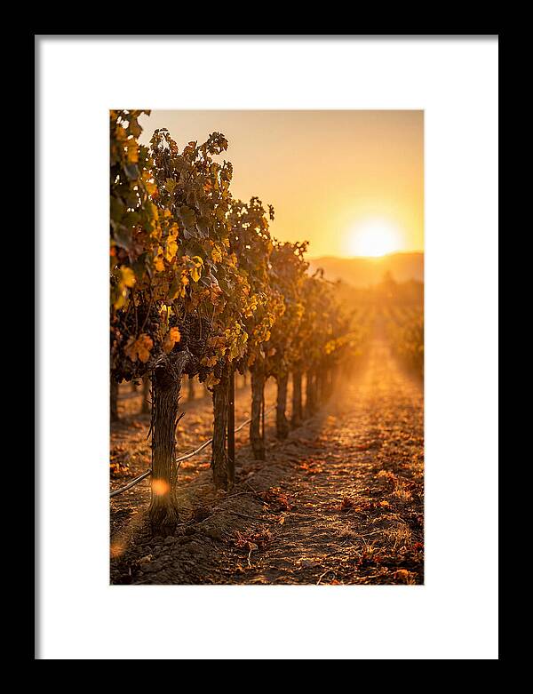 Vineyard Sunset Glow