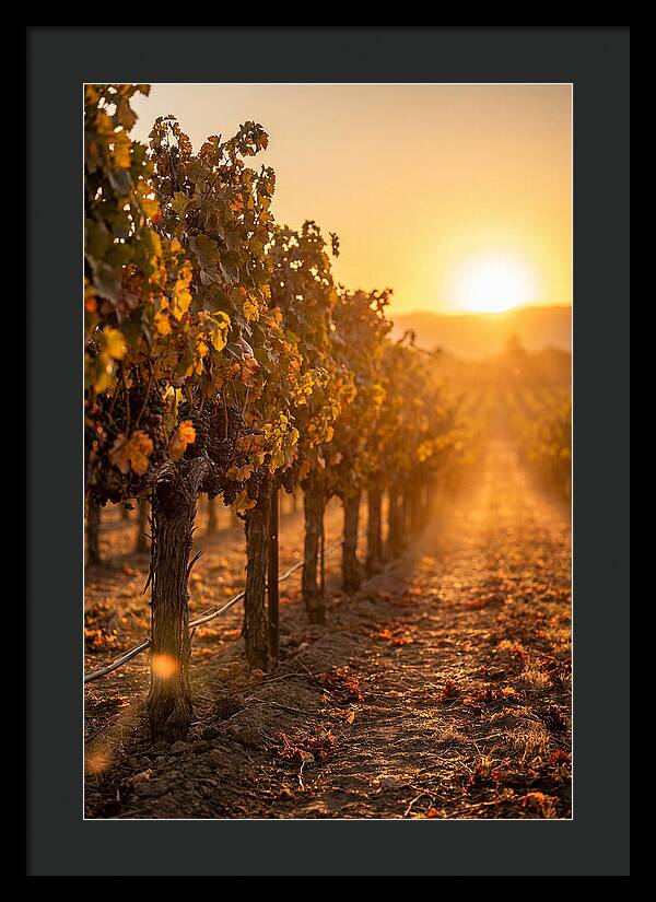 Vineyard Sunset Glow