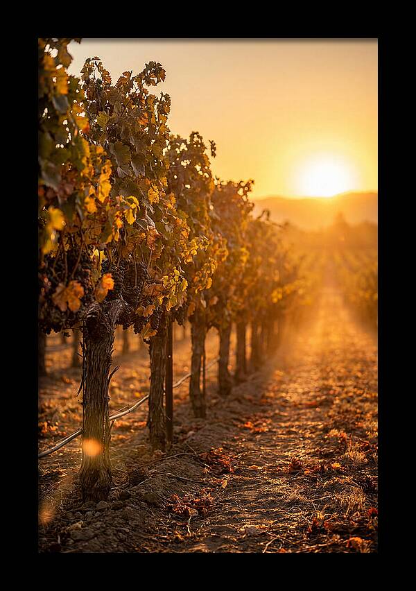 Vineyard Sunset Glow