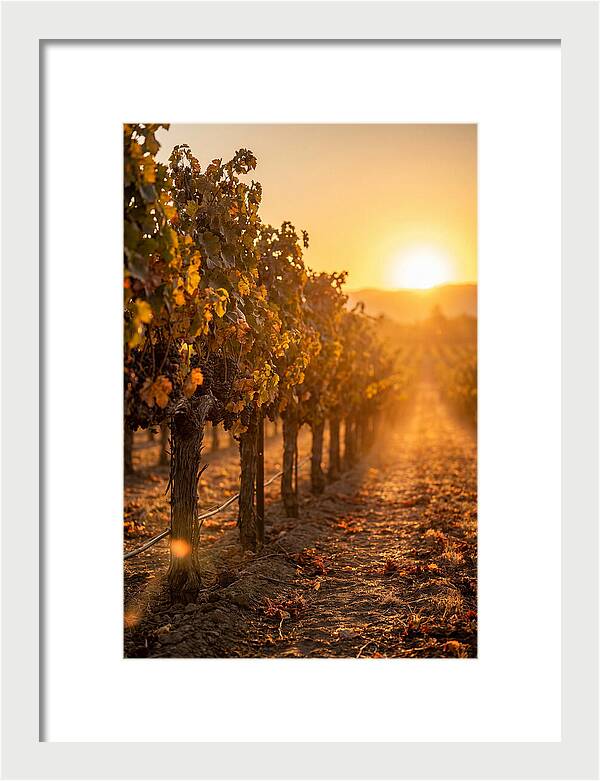Vineyard Sunset Glow