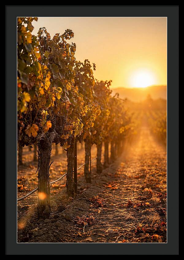 Vineyard Sunset Glow
