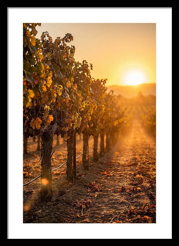 Vineyard Sunset Glow