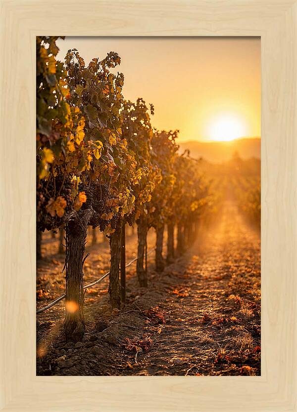Vineyard Sunset Glow