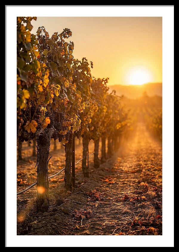 Vineyard Sunset Glow