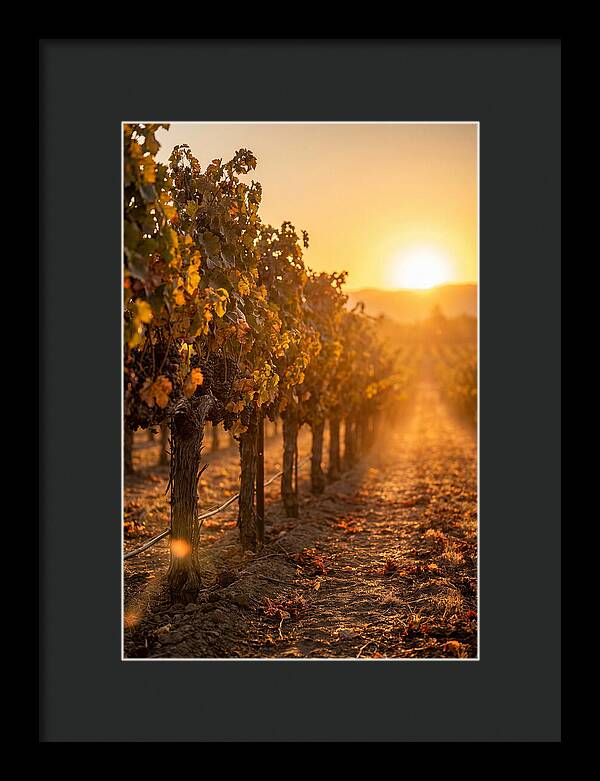 Vineyard Sunset Glow