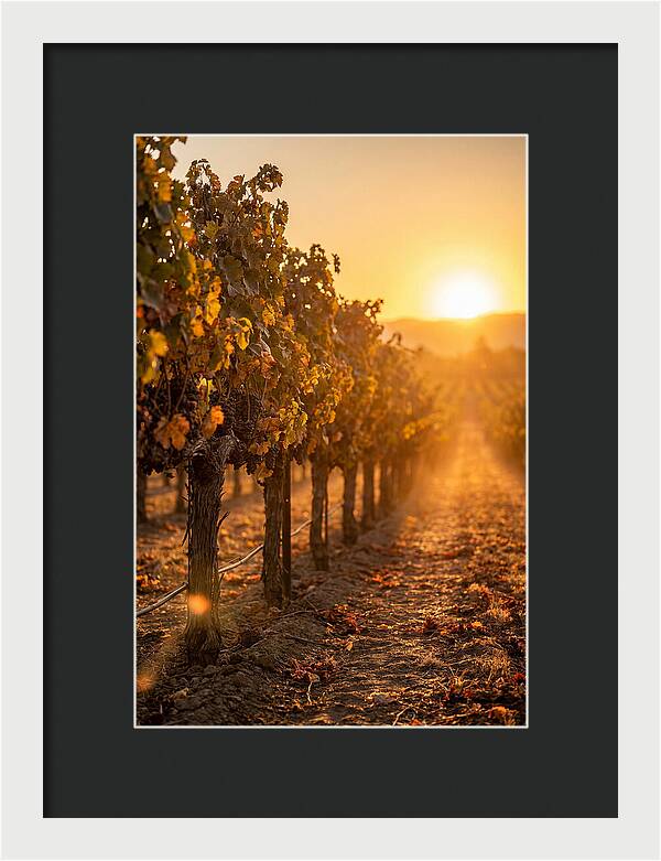 Vineyard Sunset Glow