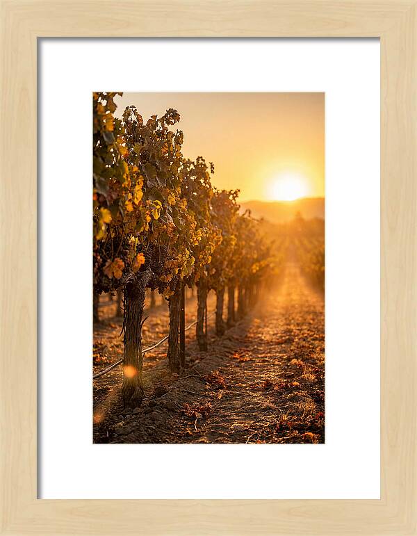 Vineyard Sunset Glow