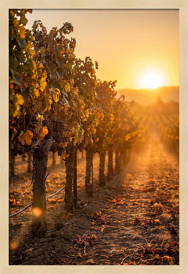 Vineyard Sunset Glow
