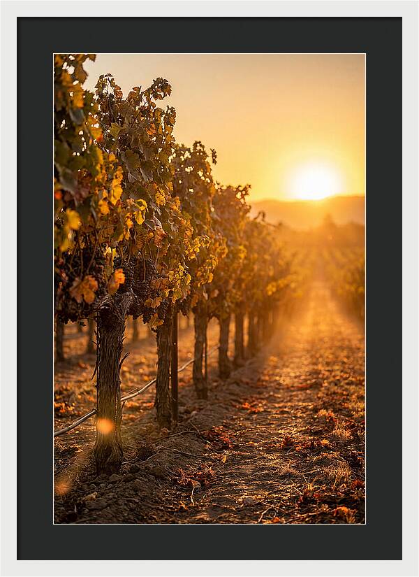 Vineyard Sunset Glow