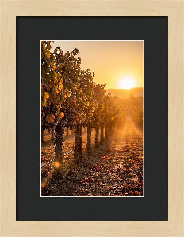 Vineyard Sunset Glow