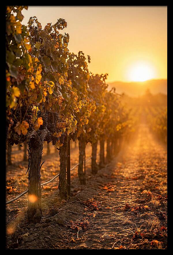 Vineyard Sunset Glow