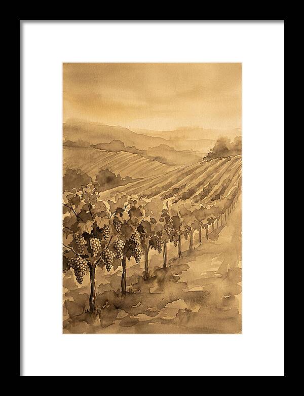Vineyard Under Warm Summer Sun