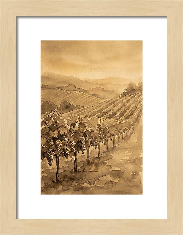 Vineyard Under Warm Summer Sun