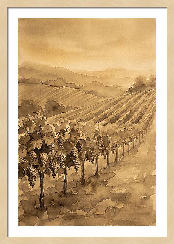 Vineyard Under Warm Summer Sun