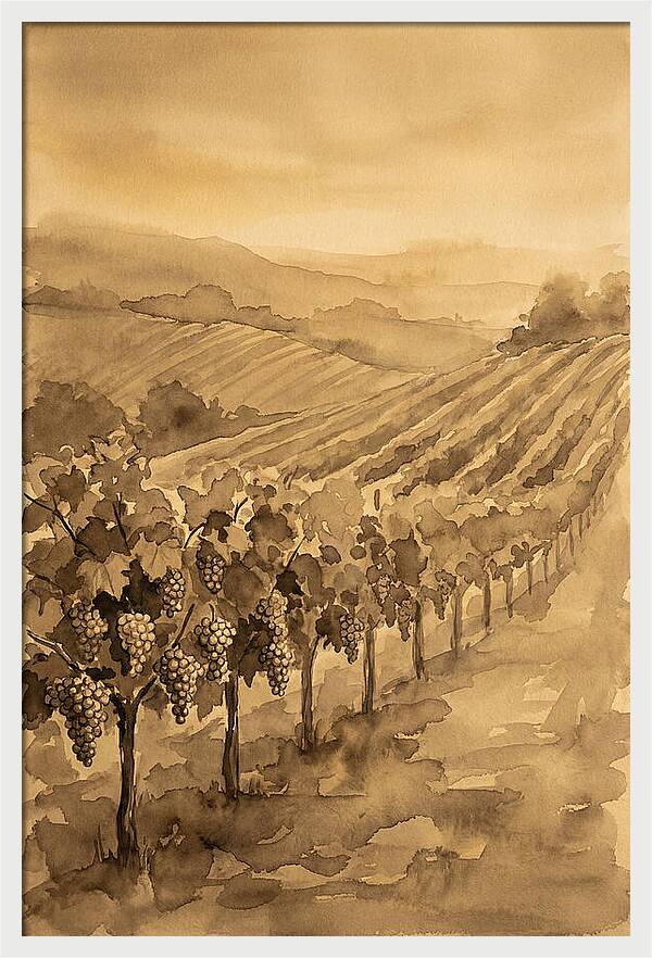 Vineyard Under Warm Summer Sun