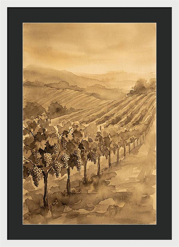 Vineyard Under Warm Summer Sun