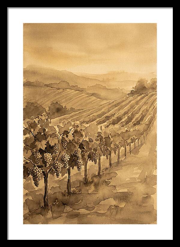 Vineyard Under Warm Summer Sun