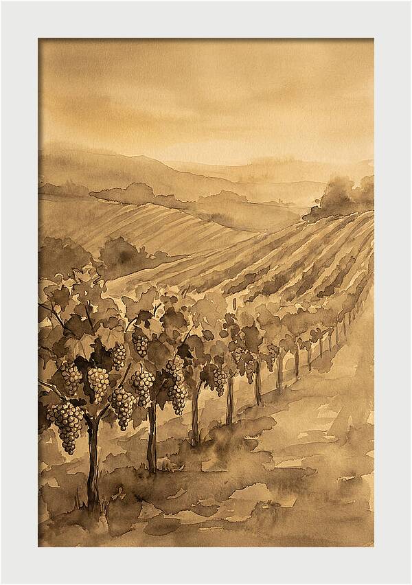 Vineyard Under Warm Summer Sun
