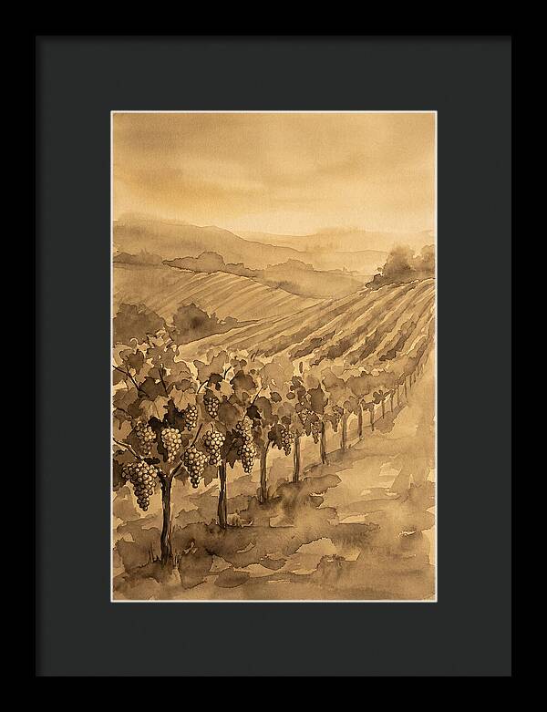 Vineyard Under Warm Summer Sun