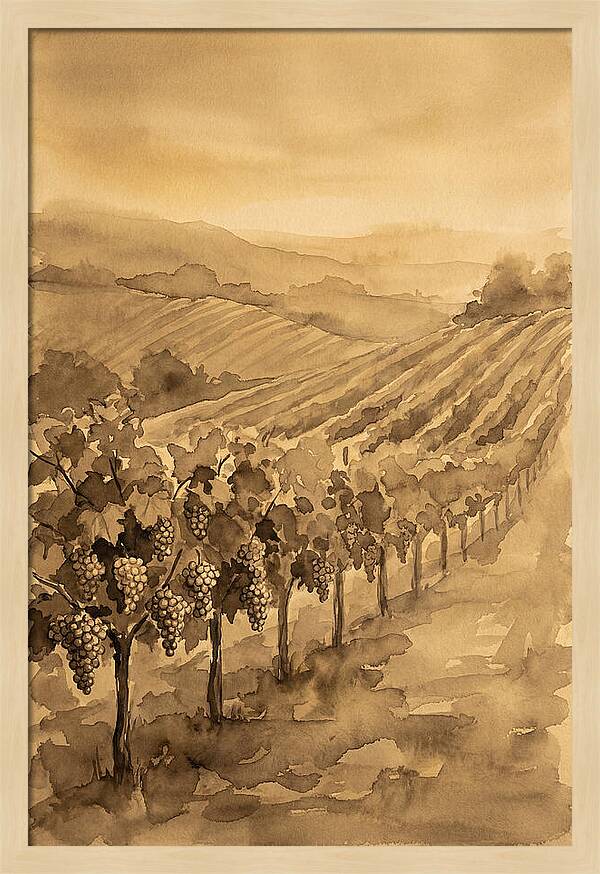Vineyard Under Warm Summer Sun