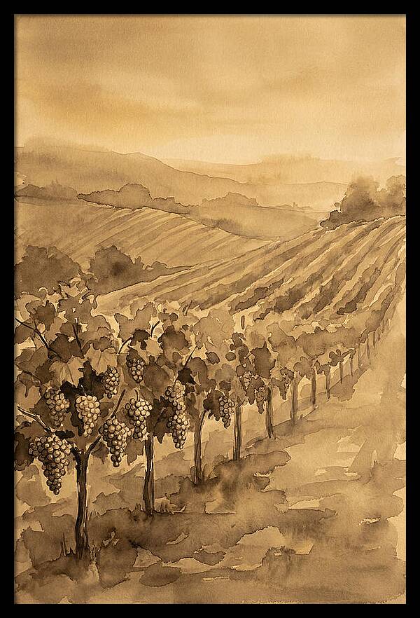 Vineyard Under Warm Summer Sun