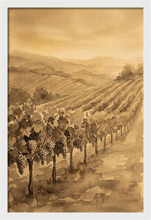 Vineyard Under Warm Summer Sun