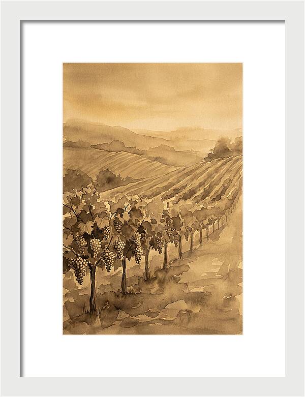 Vineyard Under Warm Summer Sun