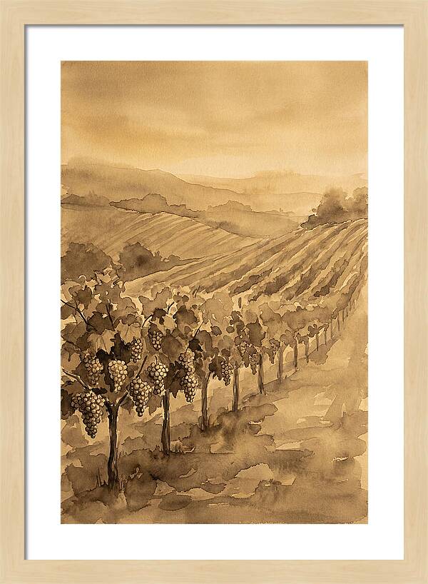 Vineyard Under Warm Summer Sun