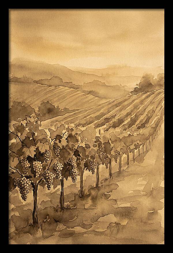 Vineyard Under Warm Summer Sun
