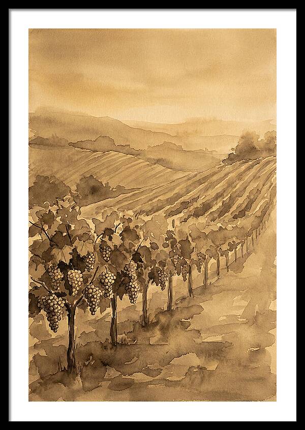 Vineyard Under Warm Summer Sun