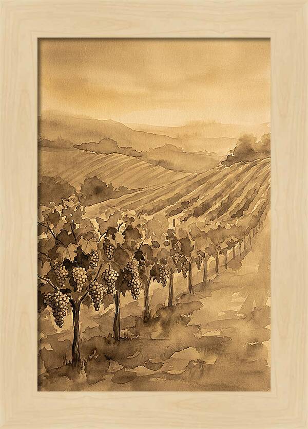 Vineyard Under Warm Summer Sun