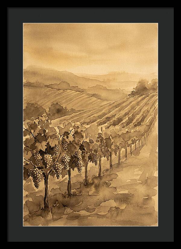 Vineyard Under Warm Summer Sun