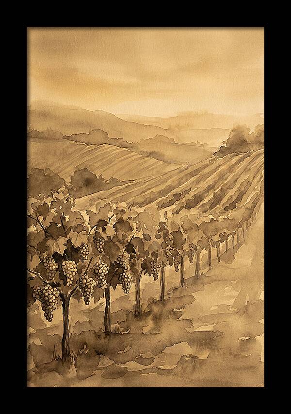 Vineyard Under Warm Summer Sun