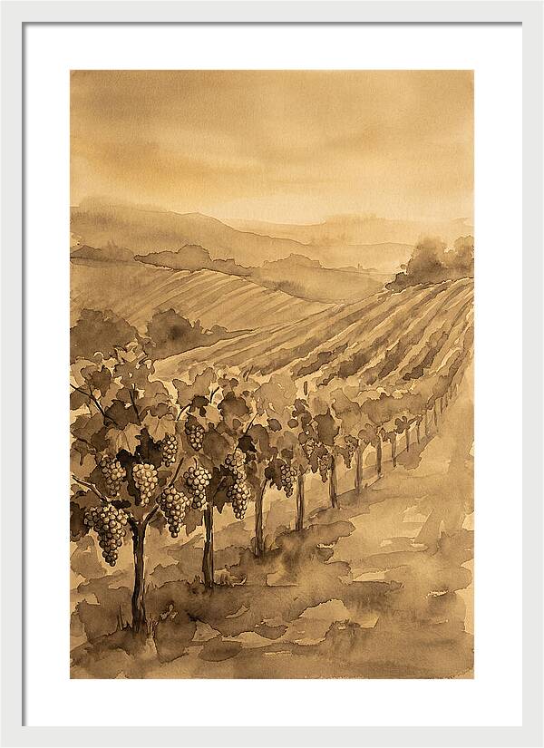 Vineyard Under Warm Summer Sun
