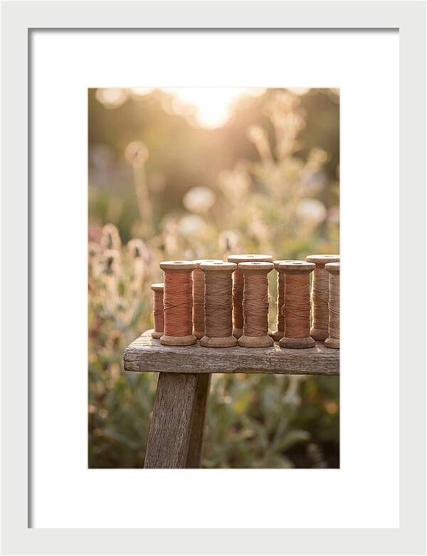 Vintage Cotton Reels In Nature