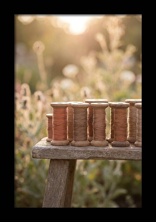 Vintage Cotton Reels In Nature