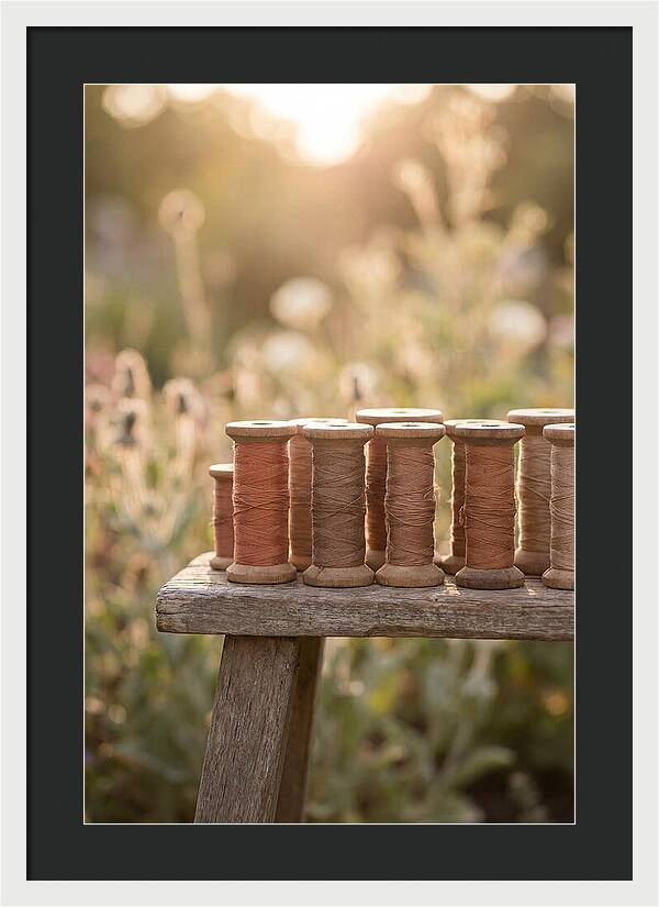 Vintage Cotton Reels In Nature