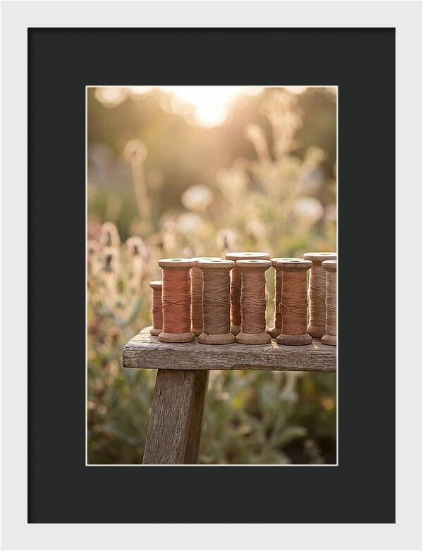 Vintage Cotton Reels In Nature