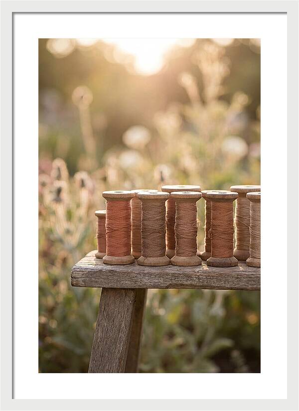Vintage Cotton Reels In Nature