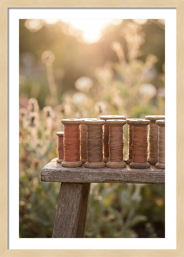 Vintage Cotton Reels In Nature